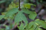 Tall rattlesnakeroot